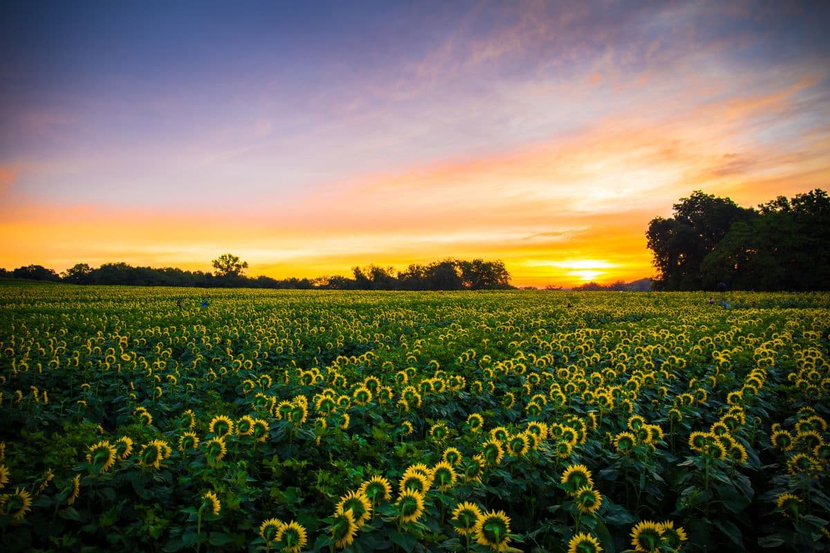 Sunflower Field