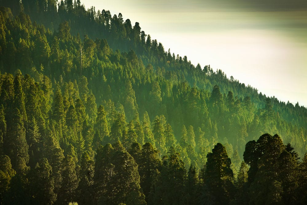 Mist on the Mountains